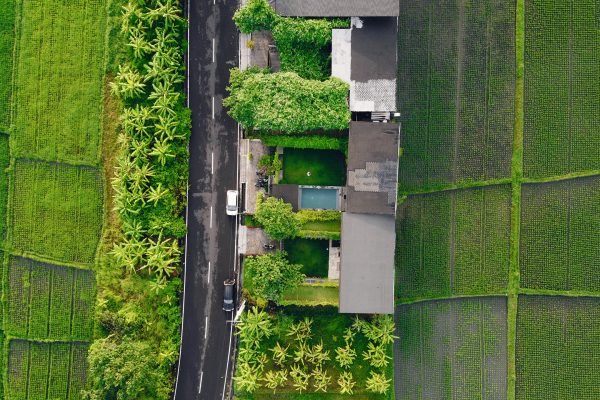 Fields on Bali. Shooting from dron.